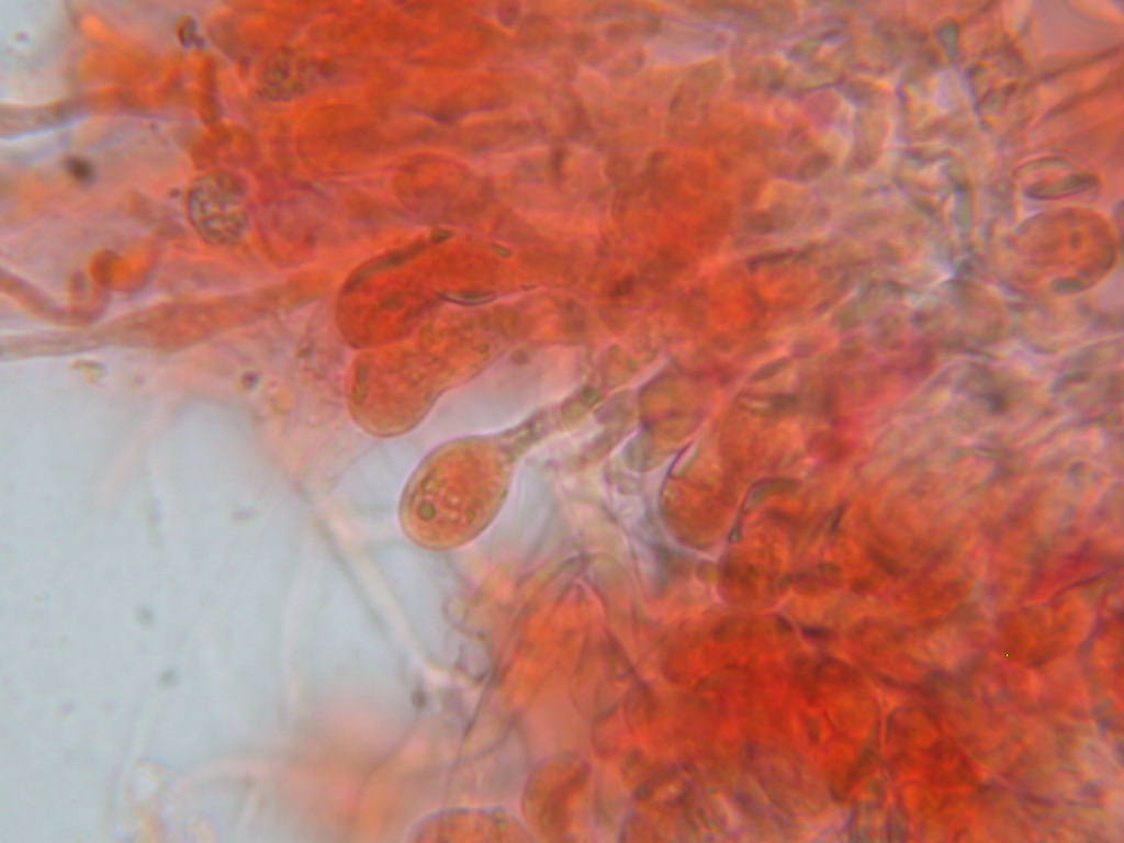 Da determinare...!!! (Radulomyces molaris)